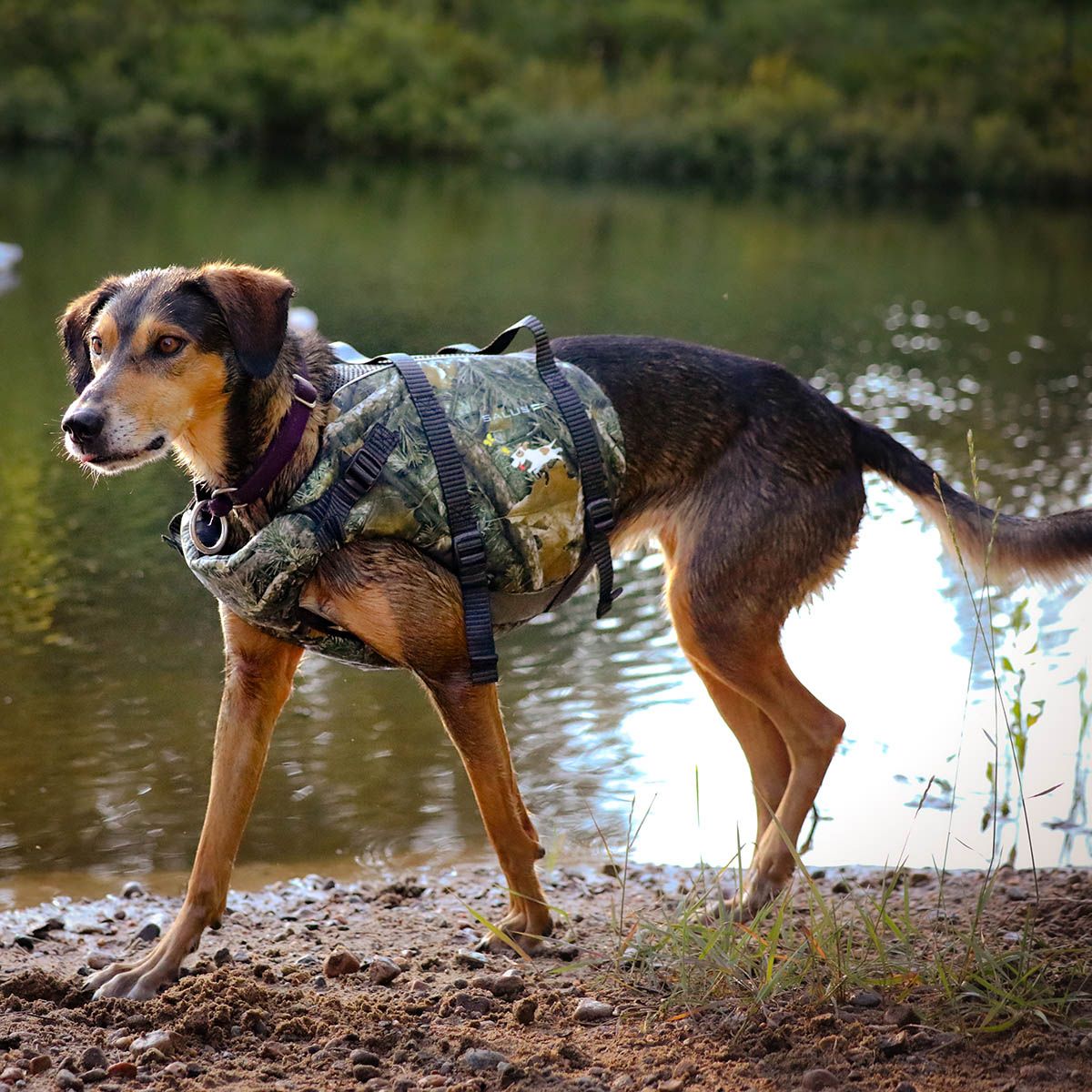 Salus Skippy Dog Vest - CAMO