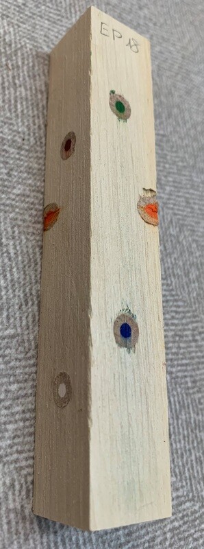 Hagebuche mit Farbstift