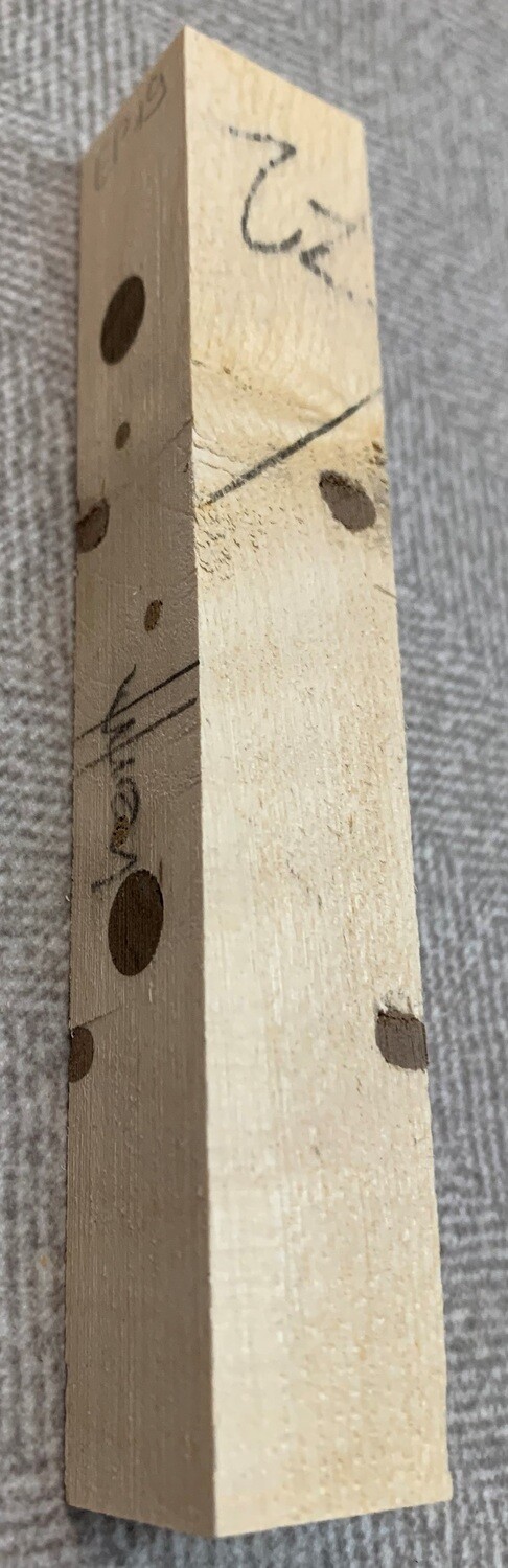 Hagebuche mit Nuss
