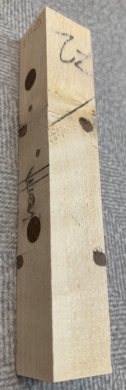 Hagebuche mit Nuss