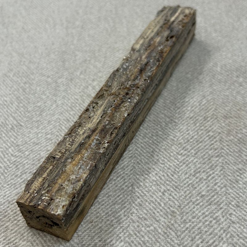 Buche gestockt stabilisiert