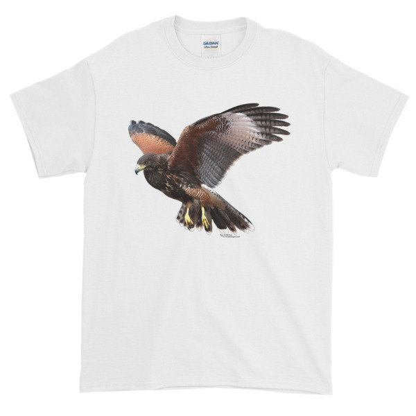 Harris Hawk in Flight Harris Hawk in Flight