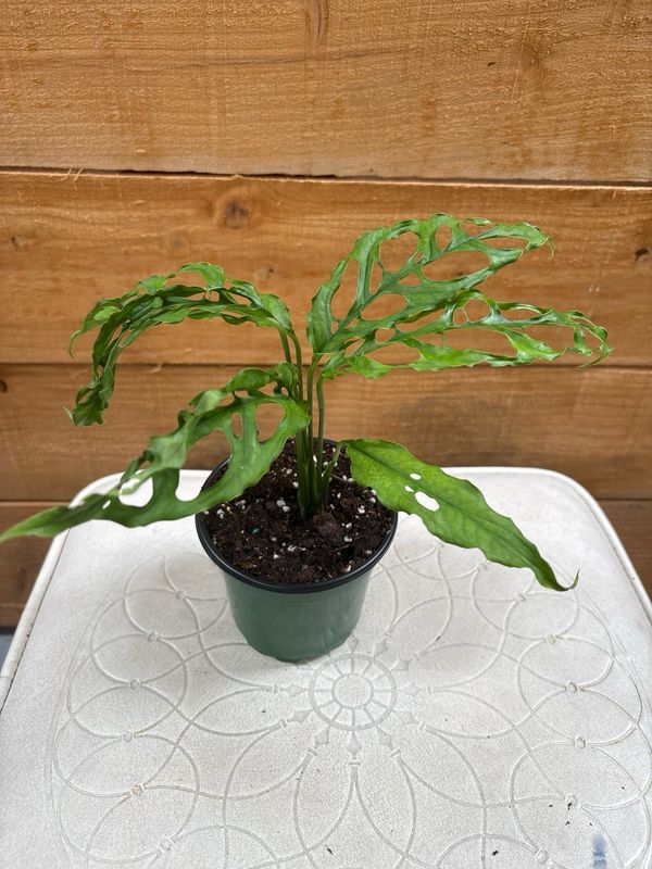 4" OBLIQUA PERU MONSTERA