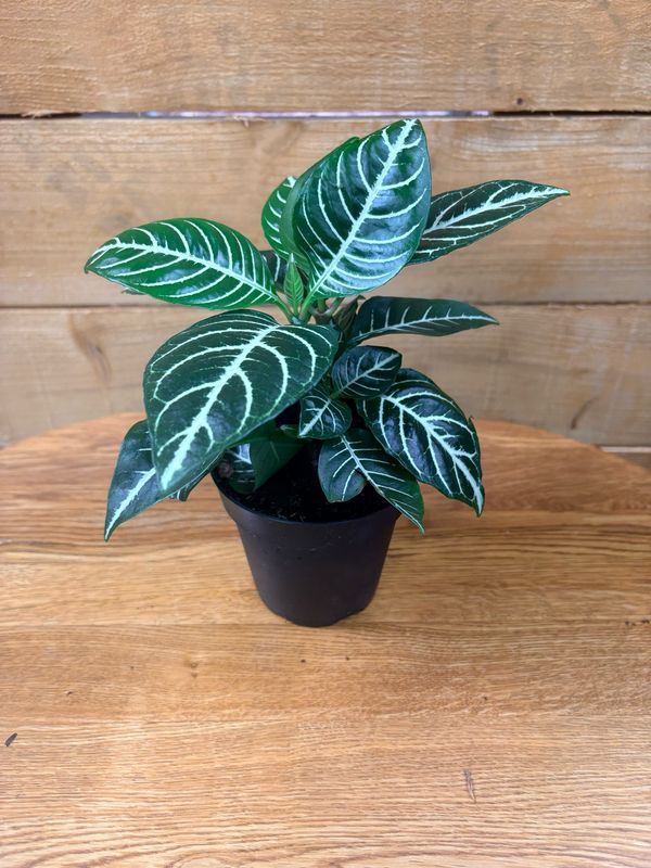 4” ZEBRA APHELANDRA