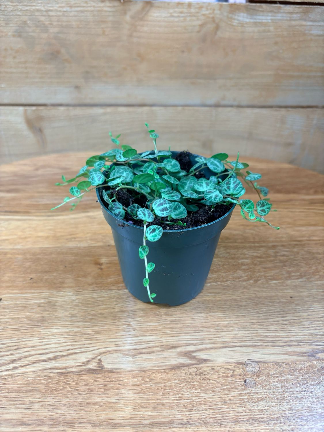 4" STRING OF TURTLES