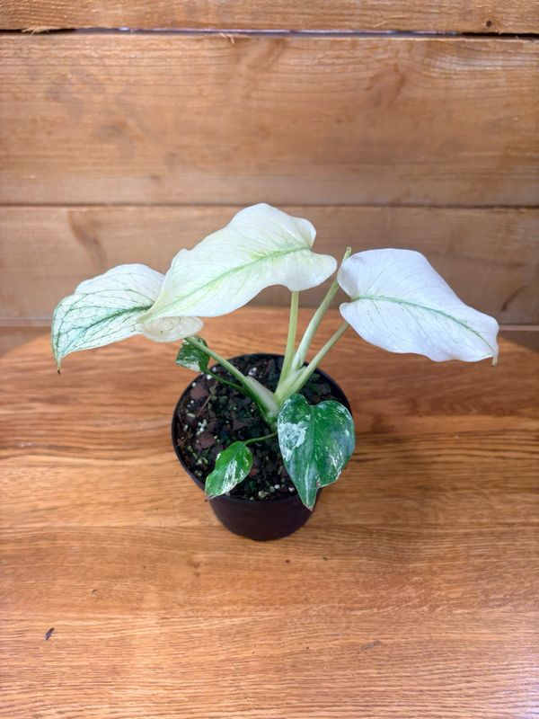 4" MINT MONSTERA