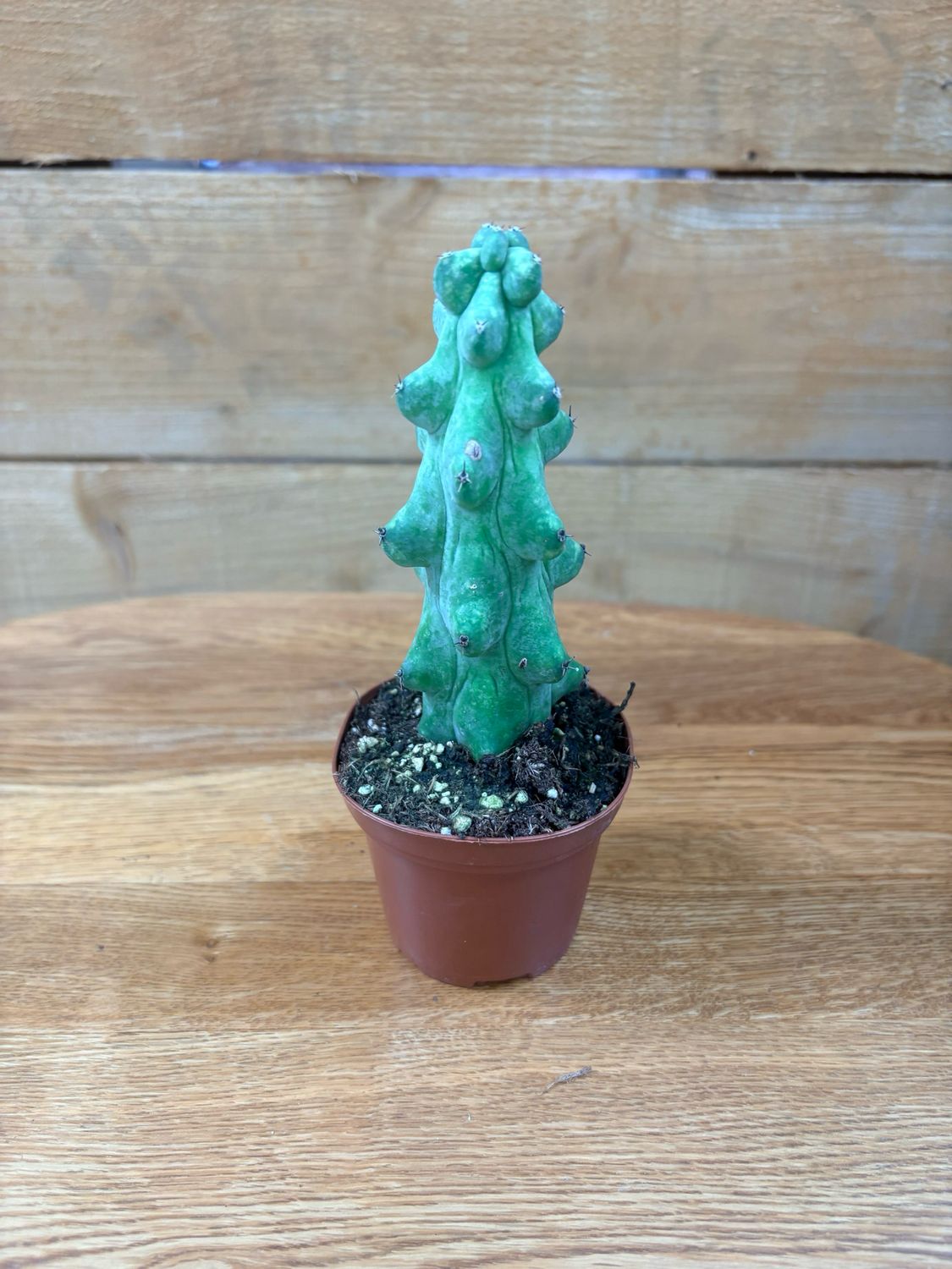 3" BOOBIE CACTUS