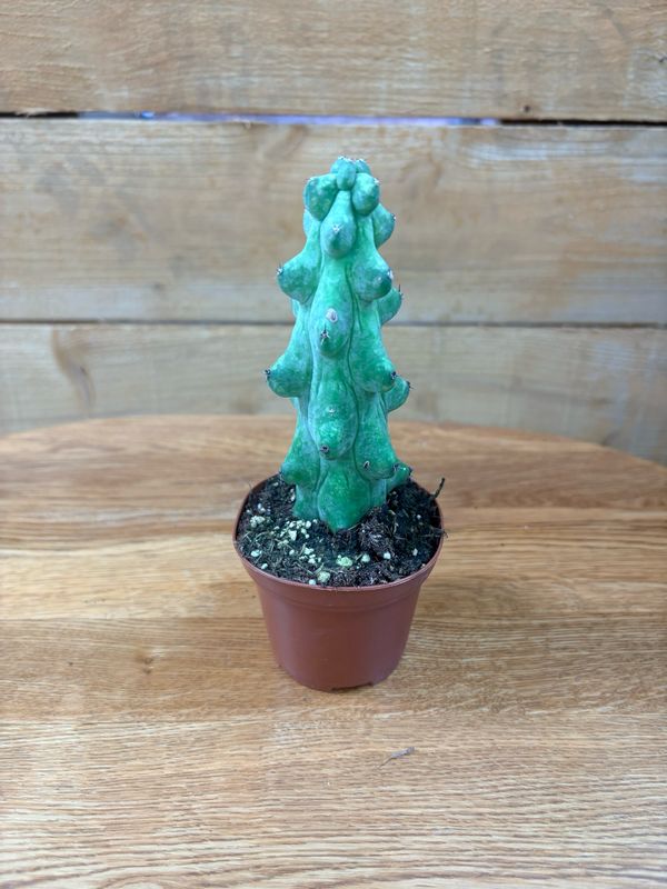 3" BOOBIE CACTUS