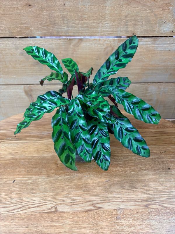 4" RATTLESNAKE CALATHEA