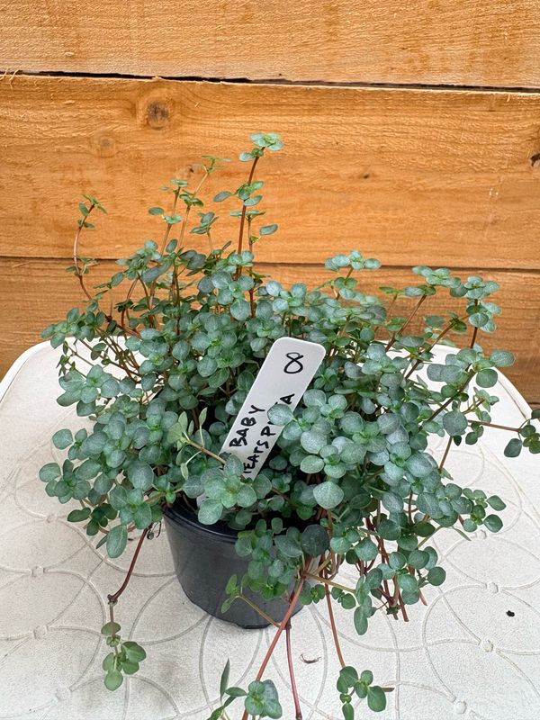 4" BABY TEARS PILEA