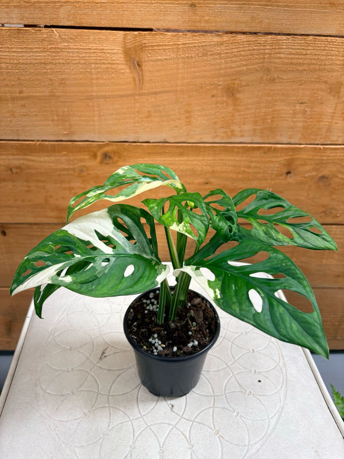 4” ADANSONII ALBO MONSTERA