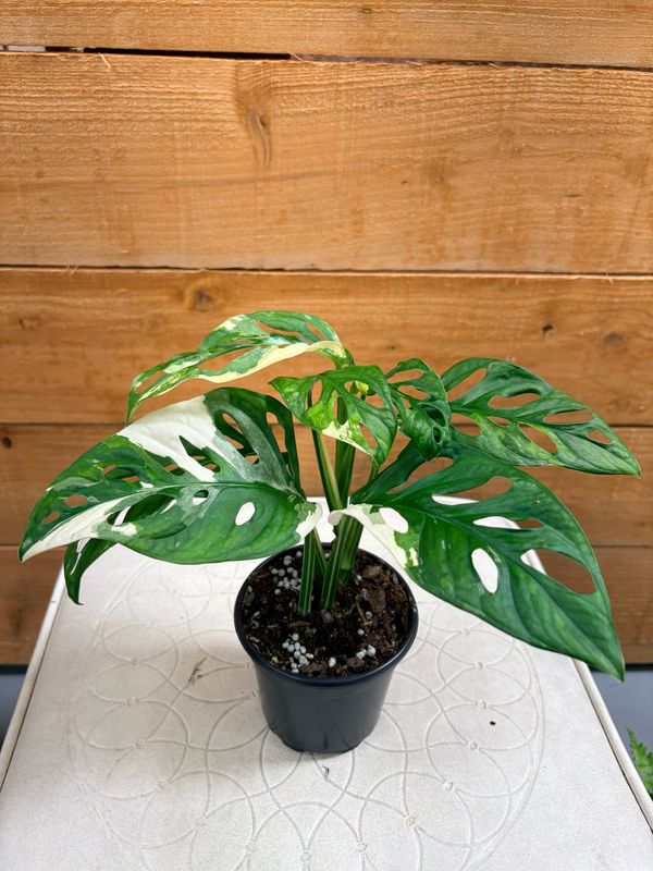 4” ADANSONII ALBO MONSTERA