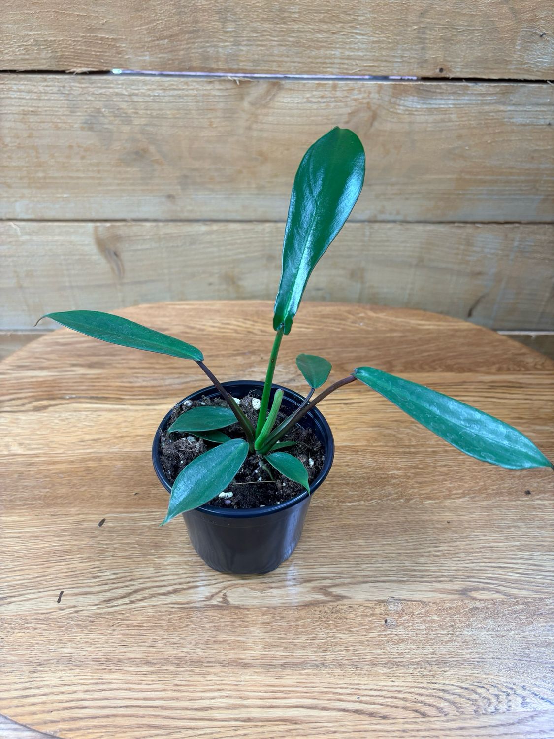 4" JOEPII PHILODENDRON