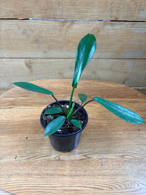 4" JOEPII PHILODENDRON