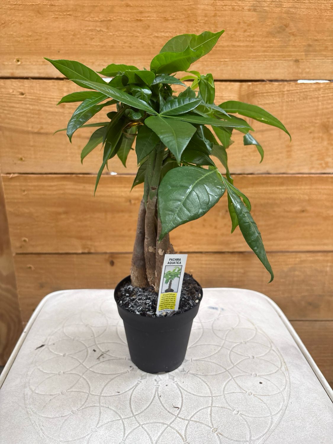 4" BRAIDED MONEY TREE