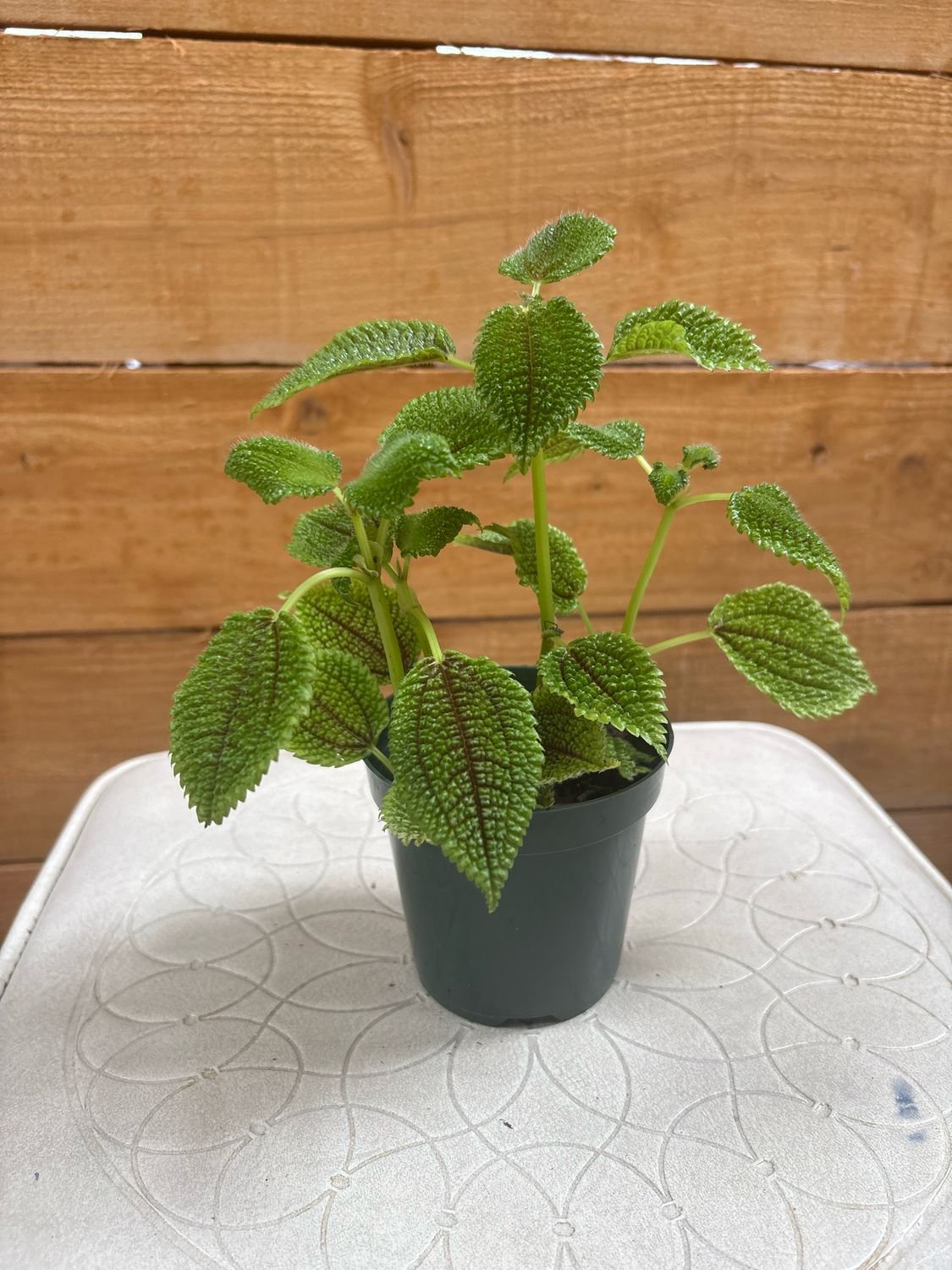 4" MOON VALLEY PILEA