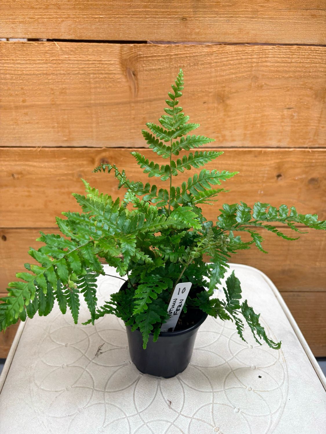 4" AUTUMN FERN