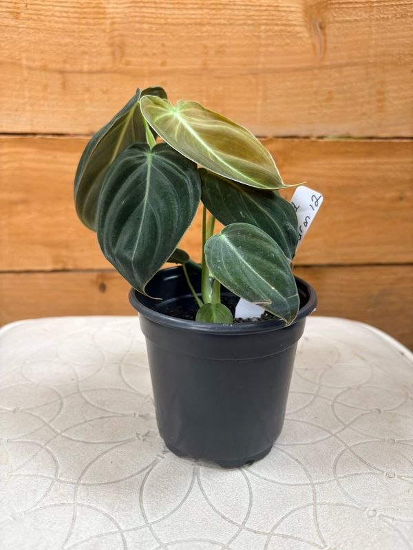 4" MELANOCHRYSUM BLACK GOLD PHILODENDRON