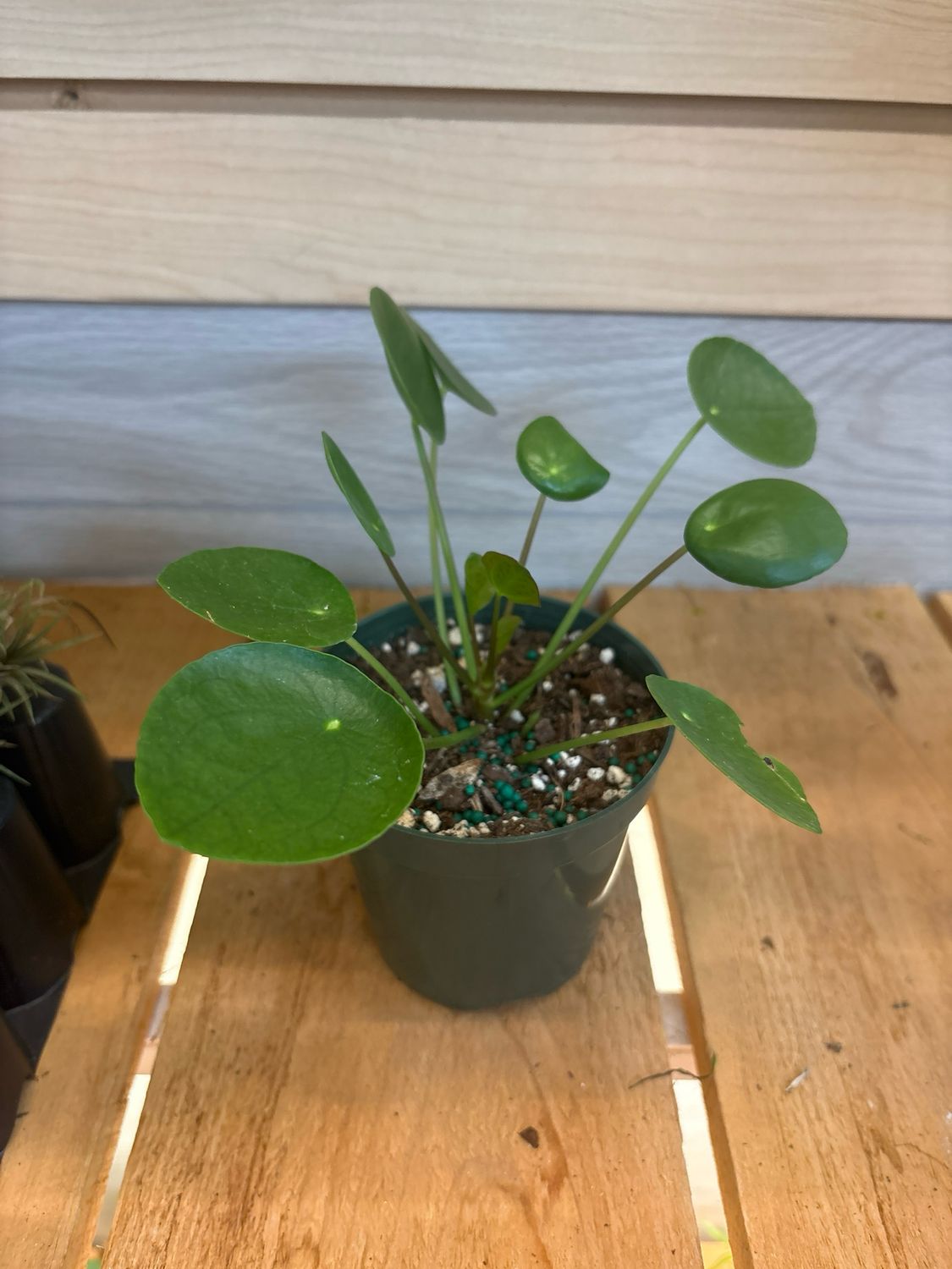 4" CHINESE MONEY PLANT