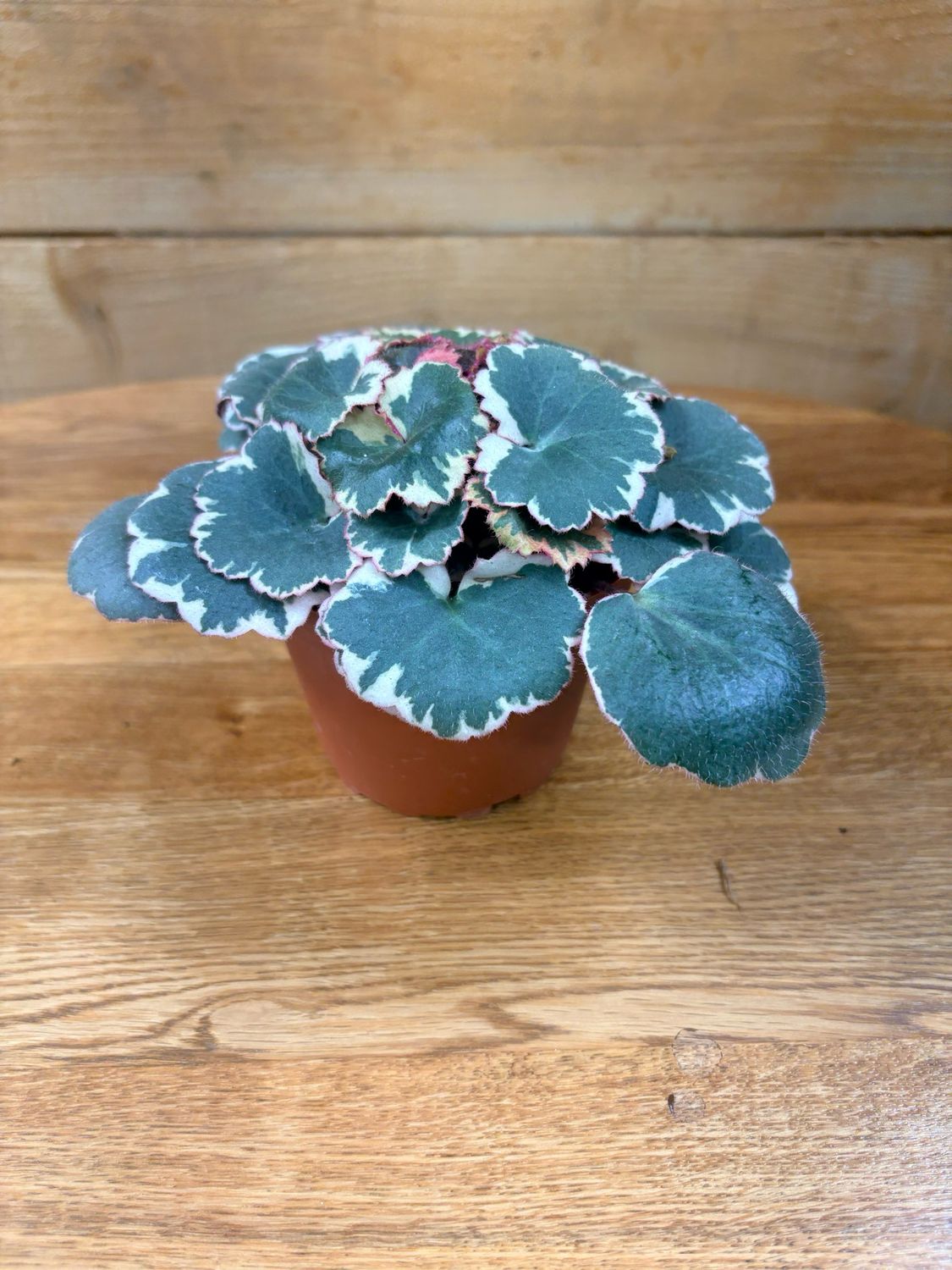 4” VARIEGATED STRAWBERRY BEGONIA