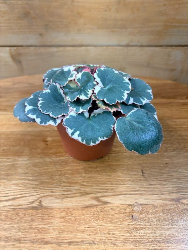 4” VARIEGATED STRAWBERRY BEGONIA