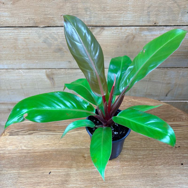 4” PRINCE OF ORANGE PHILODENDRON