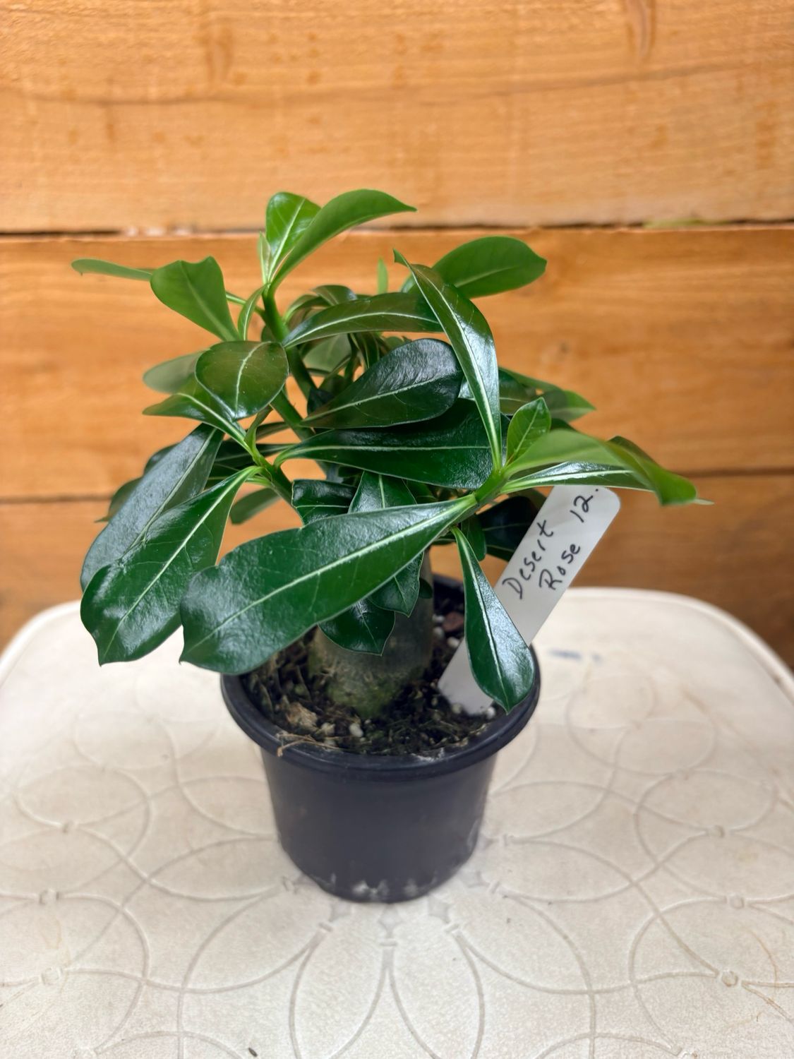 4” DESERT ROSE
