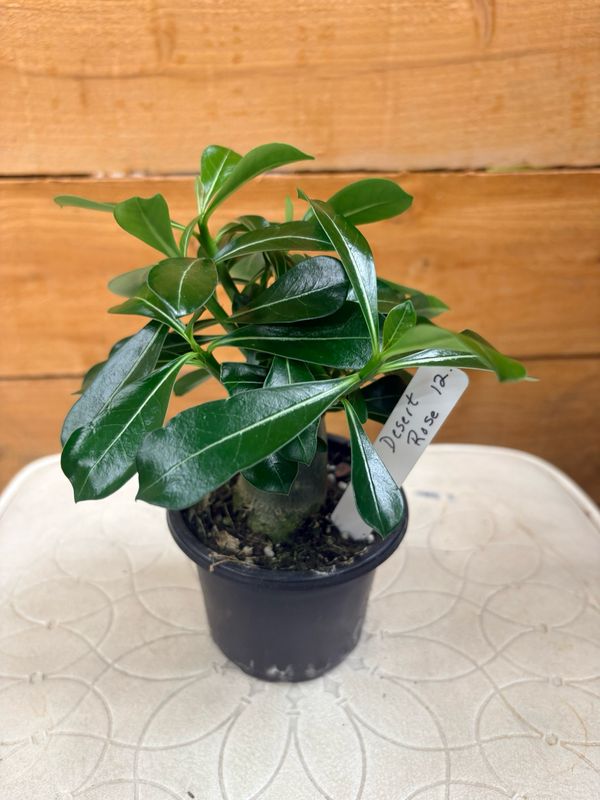 4” DESERT ROSE