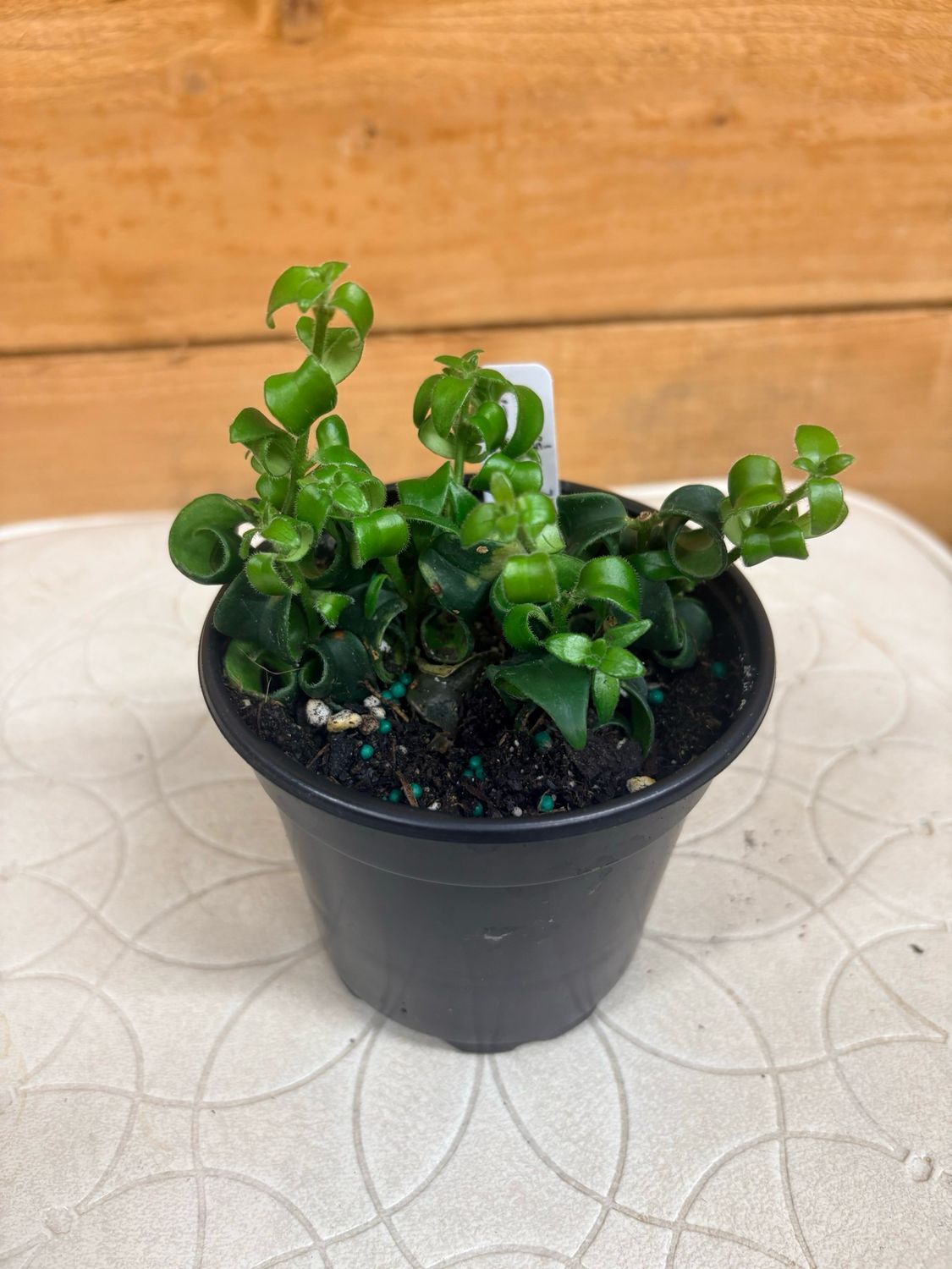 4” CURLY LIPSTICK PLANT