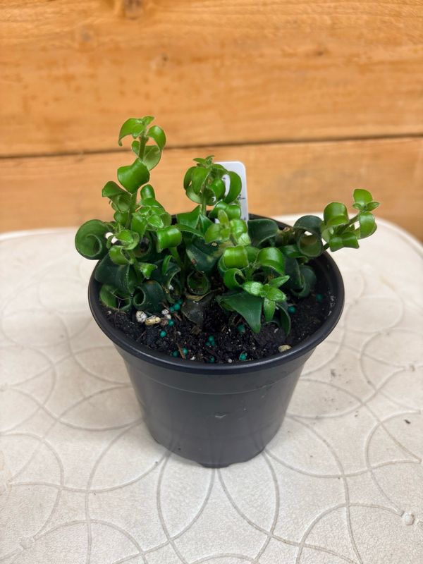 4” CURLY LIPSTICK PLANT