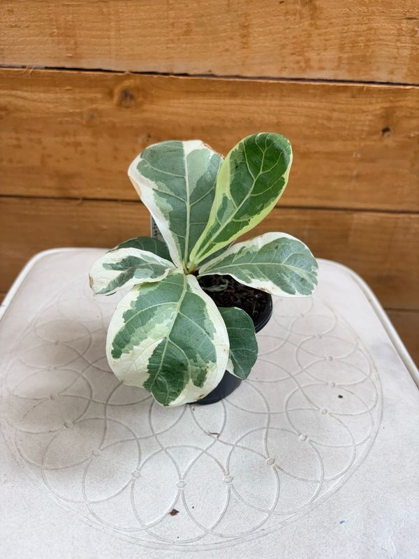 4” VARIEGATED FIDDLE LEAF FIG
