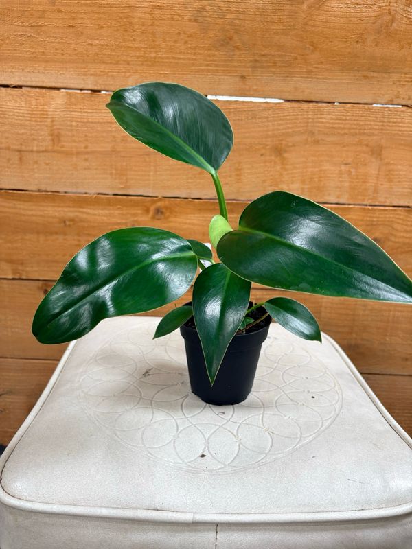 4” GREEN CONGO PHILODENDRON