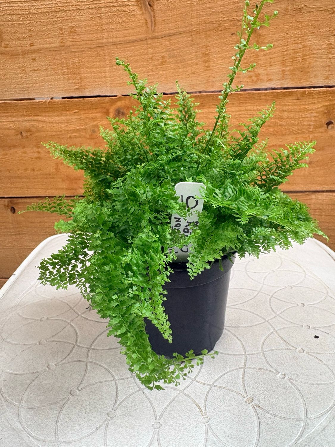 4” COTTON CANDY FERN