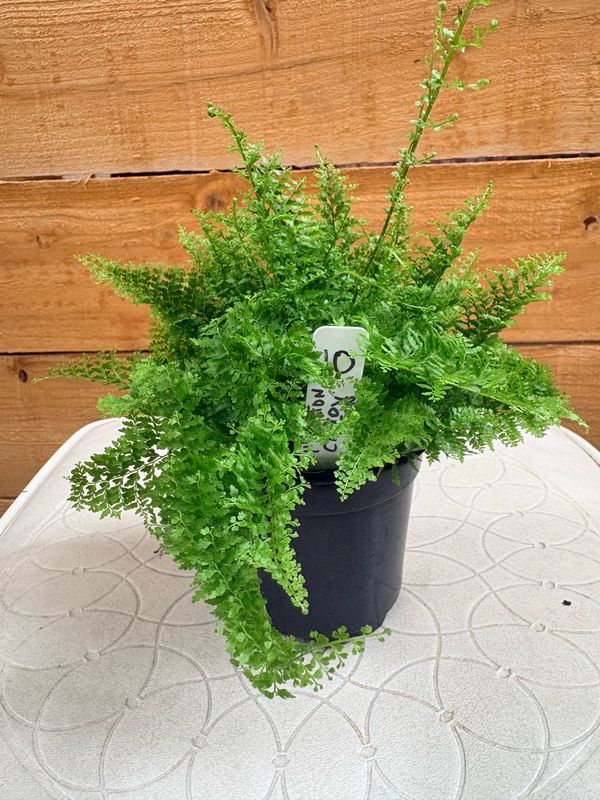 4” COTTON CANDY FERN