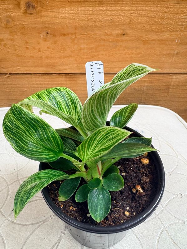 4” WHITE MEASURE PHILODENDRON