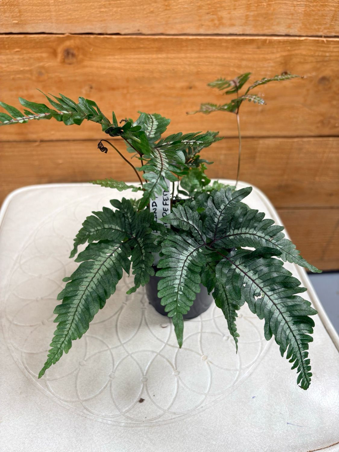 4” CANDY STRIPE FERN