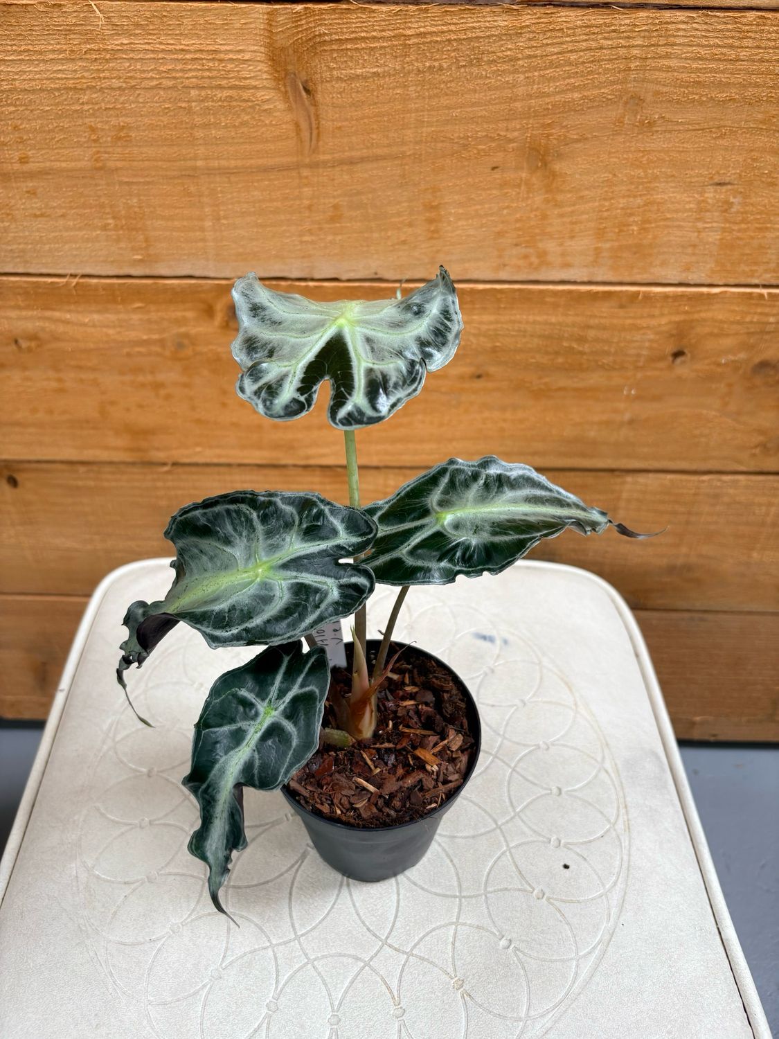 4” VENOM ALOCASIA