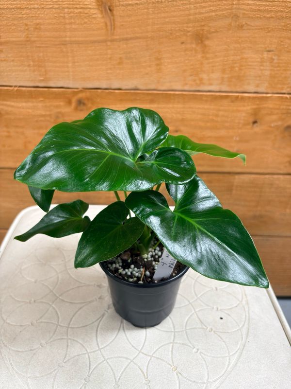4” WILLIAMSII PHILODENDRON