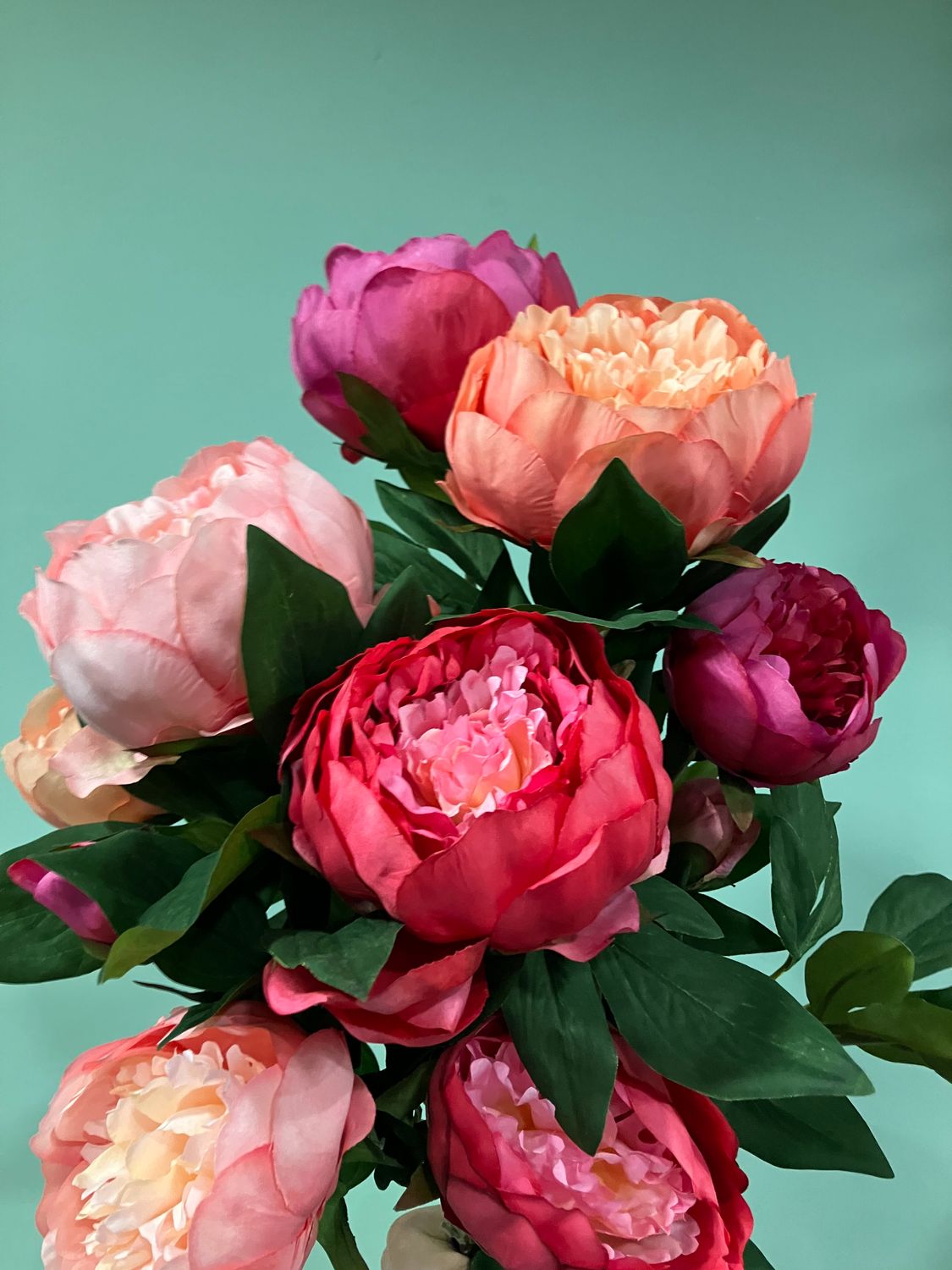 Zijdenbloem van de maand