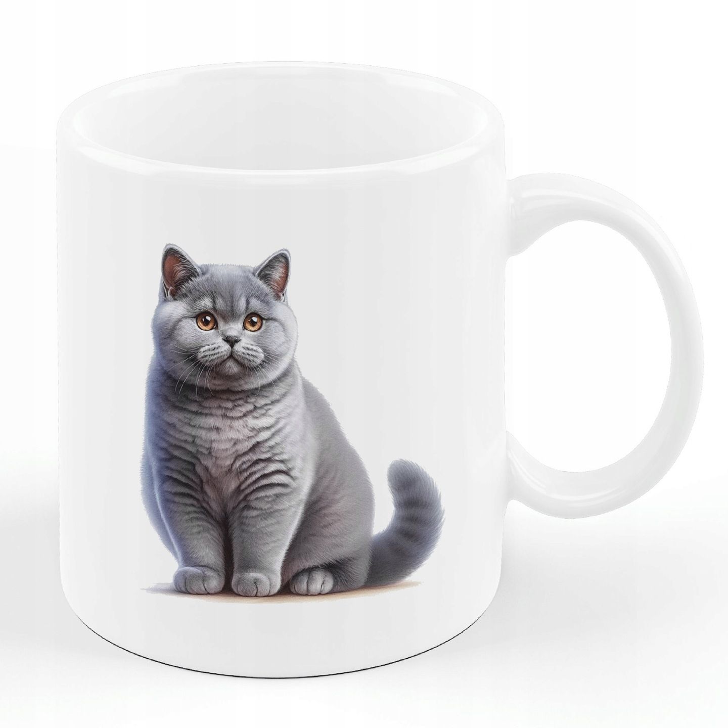 Kot Brytyjski Krótkowłosy