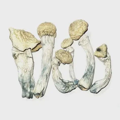 Platinum  APE dried Mushrooms