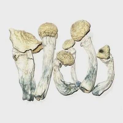 Platinum  APE dried Mushrooms
