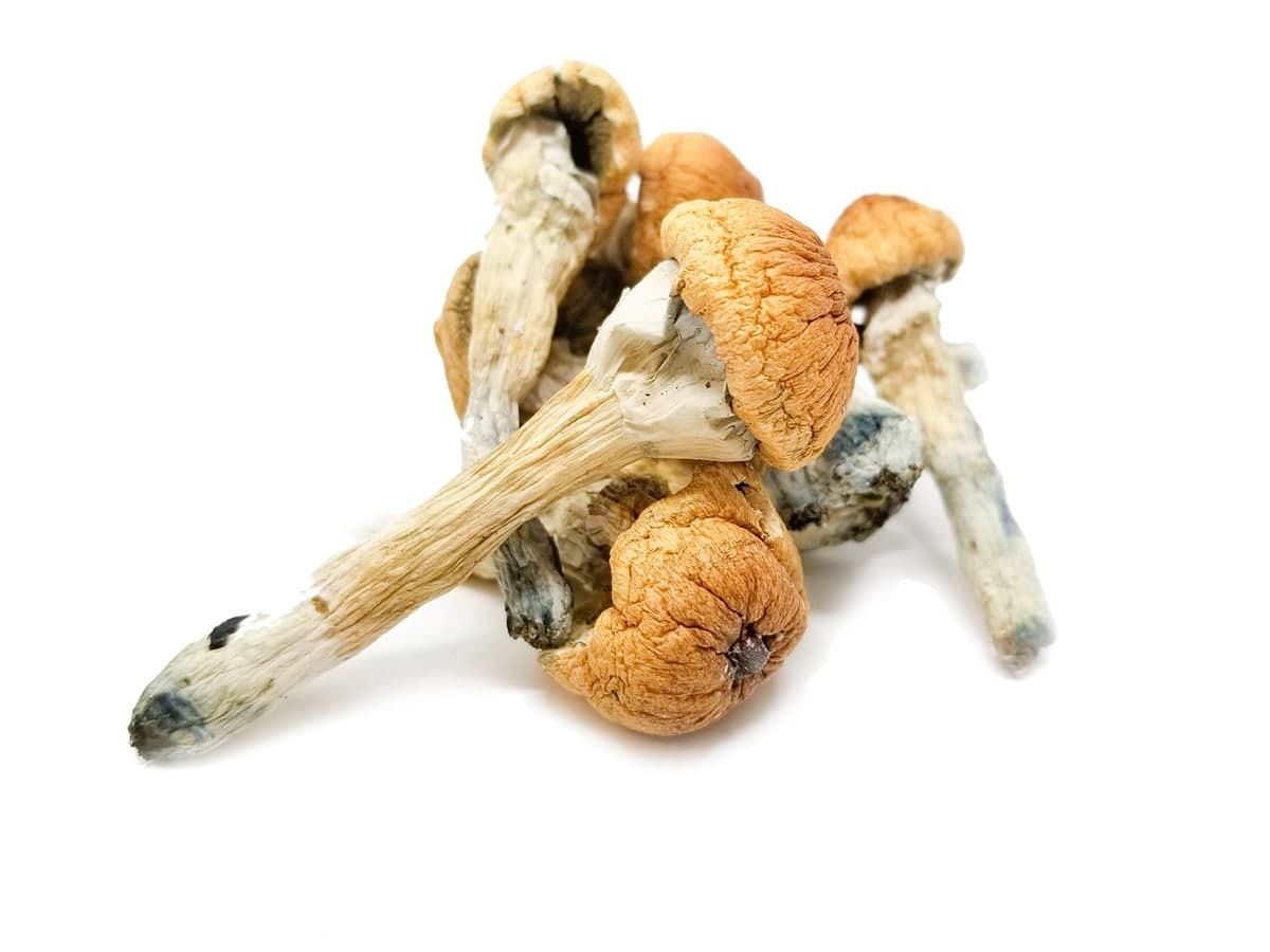 Psacred Sun dried Mushrooms