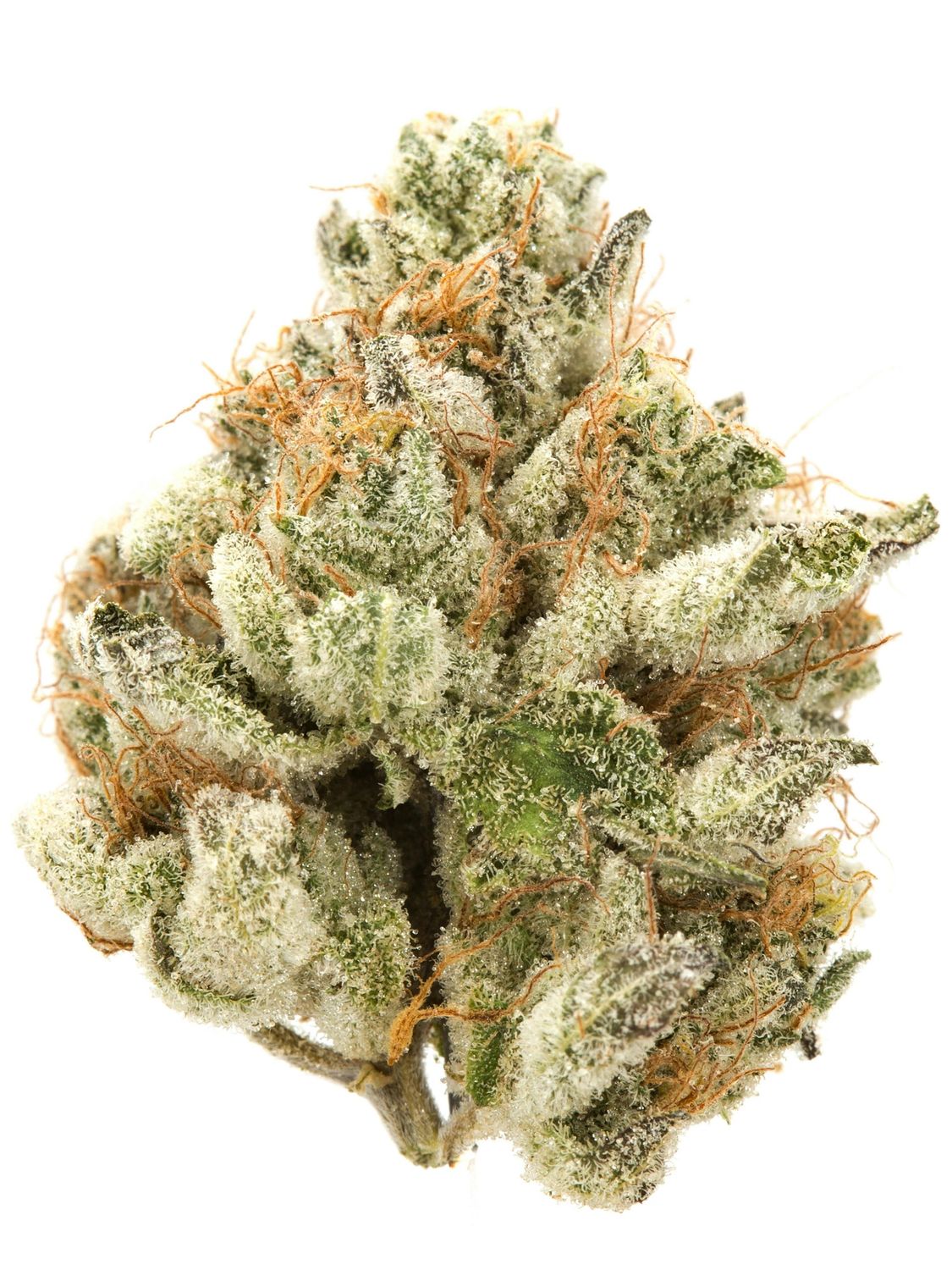 Royal Highness (Hybrid)