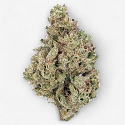 Mango Sherbert (Indica)