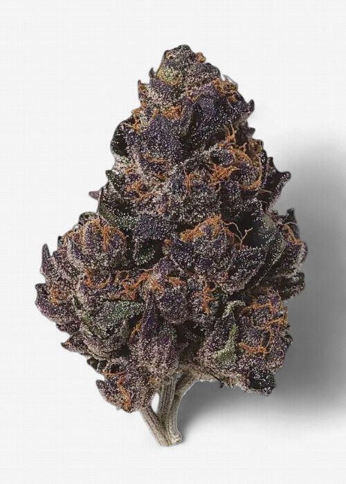 Black Russian (Indica)