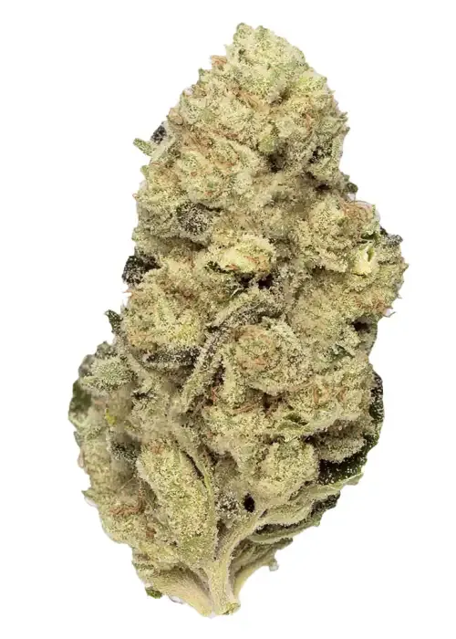 Animal Tsunami (Hybrid)