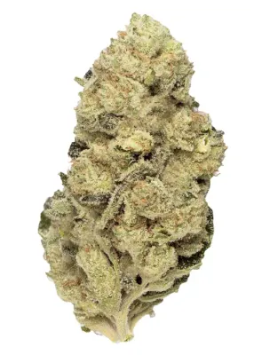 Animal Tsunami (Hybrid)