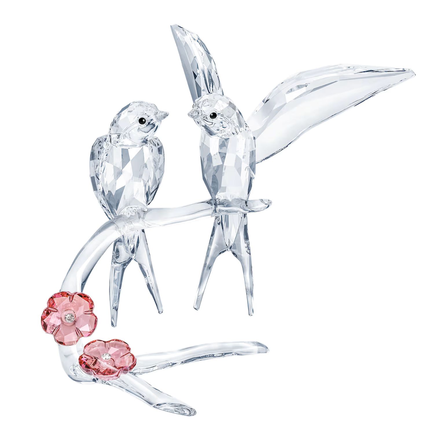 Swallows, Feathered Beauties-5475566