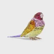 5689265  Idyllia SCS Gouldian Finch, Large